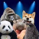 Make Animals Memeable Again crypto project on ListingSpy