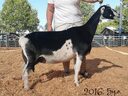 Goat-San Maximus crypto project on ListingSpy
