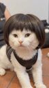 Fabian Cat Generator crypto project on ListingSpy