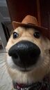 Doug crypto project on ListingSpy