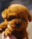Puppy crypto project on ListingSpy