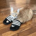 Cat In Slide crypto project on ListingSpy