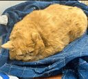 Kroshik, The World Fattest Cat crypto project on ListingSpy