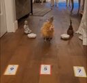 chicken trader crypto project on ListingSpy
