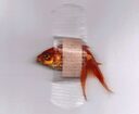 fish stuck with a band-aid crypto project on ListingSpy
