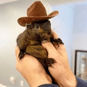 Peanut the Squirrel crypto project on ListingSpy