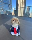 New Mayor Dog crypto project on ListingSpy