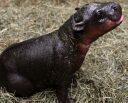 New Pygmy Hippo Name crypto project on ListingSpy