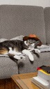 cat wif hat crypto project on ListingSpy