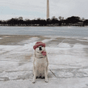 dog wif adventure crypto project on ListingSpy