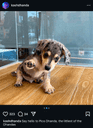 Jupiter Founder Dog crypto project on ListingSpy