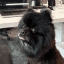 OFFICIAL DOG OF BYBIT crypto project on ListingSpy