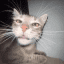 Purr the Cat crypto project on ListingSpy