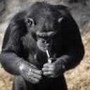 Dallae The Smoking Chimp crypto project on ListingSpy