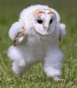 Running Barn Owl crypto project on ListingSpy