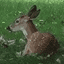 Deer Seized by US Government crypto project on ListingSpy