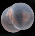 Wet Ass Deep Sea Pigbutt Worm crypto project on ListingSpy