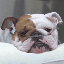 US Ambassador Animal Cruelty L... crypto project on ListingSpy
