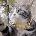 High-five cat crypto project on ListingSpy