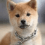 onchain dog crypto project on ListingSpy