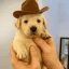 Peanut the dog crypto project on ListingSpy