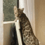 Alon's Cat crypto project on ListingSpy