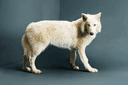 Female Dire Wolf crypto project on ListingSpy