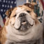 America Favorite Dog crypto project on ListingSpy