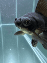 FISHCOIN crypto project on ListingSpy