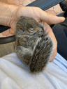 Blueberry The Squirrel crypto project on ListingSpy