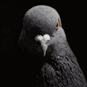 Pigeon crypto project on ListingSpy
