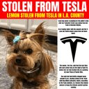 Dog Stolen From Tesla crypto project on ListingSpy
