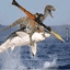 shark raptor rocket launcher crypto project on ListingSpy