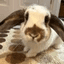 Solport Tom's bunny Lola crypto project on ListingSpy