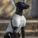Optimus Dog crypto project on ListingSpy