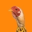 CHICKEN BANANA crypto project on ListingSpy