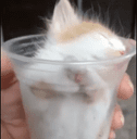 Cup of Kitty crypto project on ListingSpy