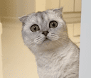 Viral TikTok Cat crypto project on ListingSpy