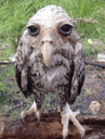 Wet Owl crypto project on ListingSpy