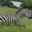 Ed the Zebra crypto project on ListingSpy