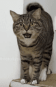 civet cat crypto project on ListingSpy