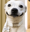 The Selfie Dog crypto project on ListingSpy