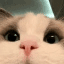 cat crypto project on ListingSpy