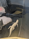 Claude the Anthropic Alligator crypto project on ListingSpy
