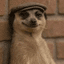 The Meerkat Meme crypto project on ListingSpy