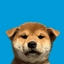 profile picture dog crypto project on ListingSpy