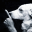 Shh Dog crypto project on ListingSpy