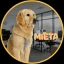 Ethereum Dog crypto project on ListingSpy