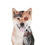 Artificial Inu crypto project on ListingSpy