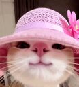 googoogaagaacat crypto project on ListingSpy